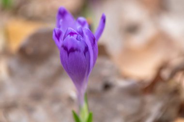 Bahar Ormanı 'ndaki ilk timsahlar.