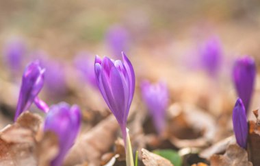 Bahar Ormanı 'ndaki ilk timsahlar.