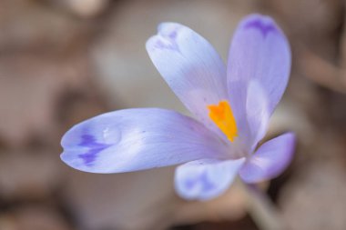 Bahar Ormanı 'ndaki ilk timsahlar.