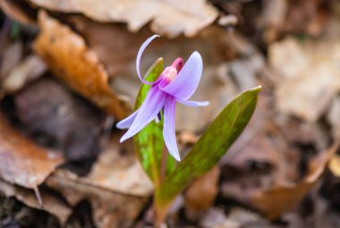 İlkbaharda çiçek açan nadir eritranyum