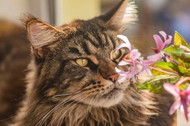 Bir buket eritranyumla birlikte bir Maine Rakunu portresi