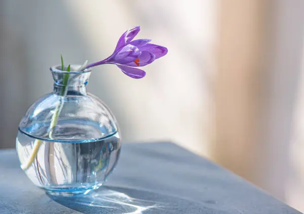 Цветок Крокус Стеклянной Вазе Стоковое Фото