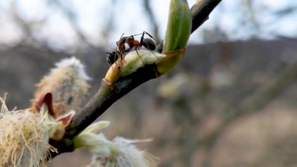 Lesní Mravenci Kvetoucí Větvi Lese — Stock video