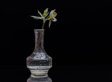 Karanlık bir anahtarda çiçek açan taştan çiçekli sakin bir hayat.