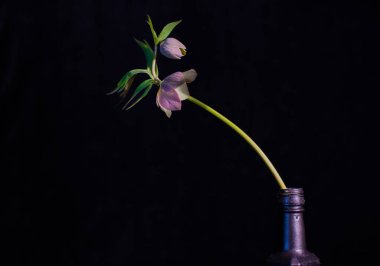 Karanlık bir anahtarda çiçek açan taştan çiçekli sakin bir hayat.