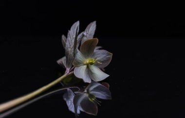 Karanlık bir anahtarda çiçek açan taştan çiçekli sakin bir hayat.