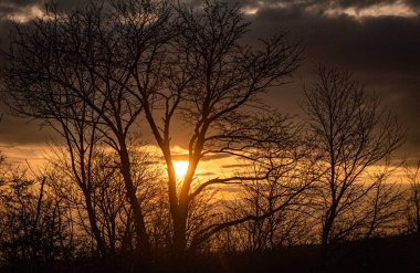 Gün batımında ağaçlarla manzara