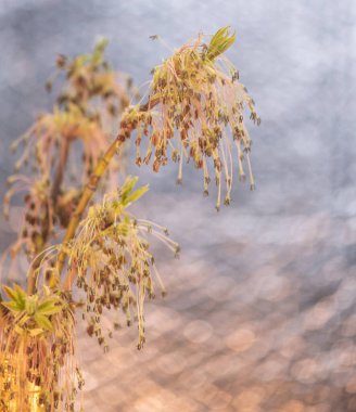 Arkaplan için çiçek açan akçaağaç Acer negundo dalı