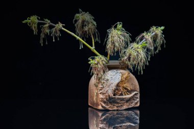 Çiçekli akçaağaç dallarıyla Paskalya sakin bir hayat