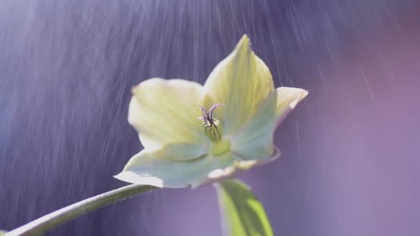 Цветущие Цветки Алебарды Искусственным Дождем Лучах Солнца — стоковое видео