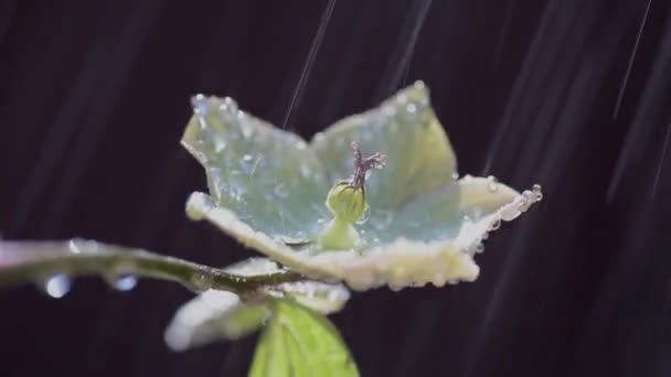在阳光的照耀下 在人工的雨中绽放着一朵花 — 图库视频影像
