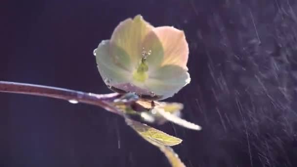 太陽の光の下の人工的な雨の下で咲くヘレボアの花 — ストック動画