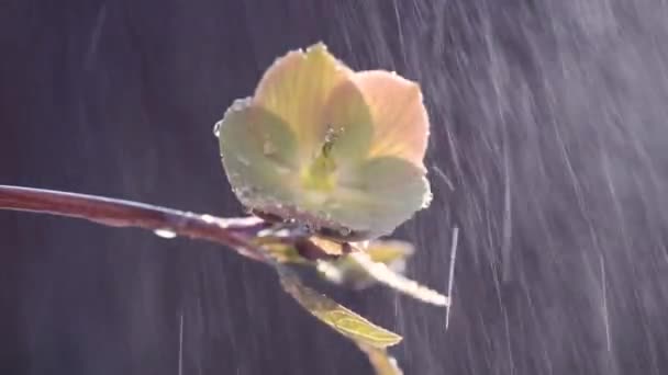 Ανθισμένα Ηλιοτρόπια Κάτω Από Τεχνητή Βροχή Στις Ακτίνες Του Ήλιου — Αρχείο Βίντεο