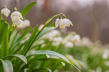 Löcojum vernum çiçeği dağ bahar ormanında çiçek açar.