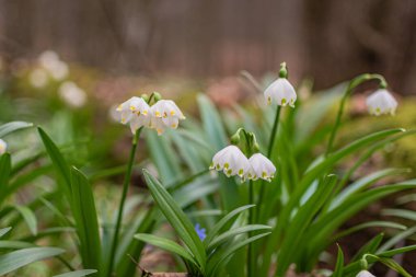 Flower leucojum vernum blooms in the mountain spring forest clipart