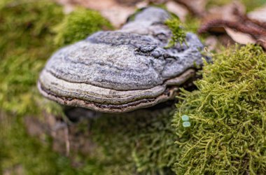 Chaga mantarı ağaçta yetişiyor.