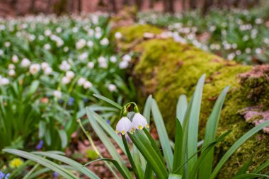 Löcojum vernum çiçeği dağ bahar ormanında çiçek açar.