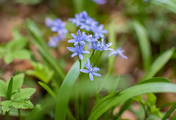 stock image Blooming Scilla bifolia flowers by the mountain river