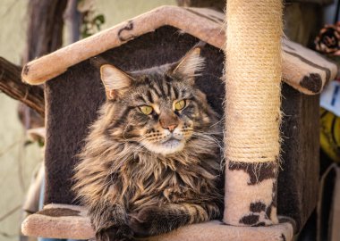 Maine Rakunu kedi evinde mermer renkte