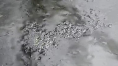 Yumurtalarından yeni çıkmış bir kurbağa yavrusu kümesi.