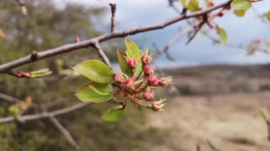Dağ bahar ormanında filizlenen bir ağaç dalı.