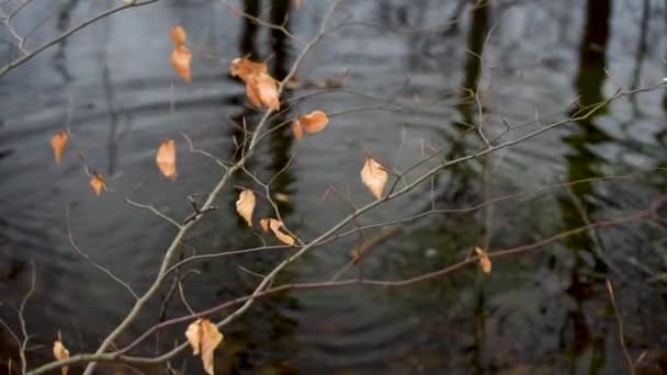 Маленькое Озеро Лесу Горной Весны — стоковое видео