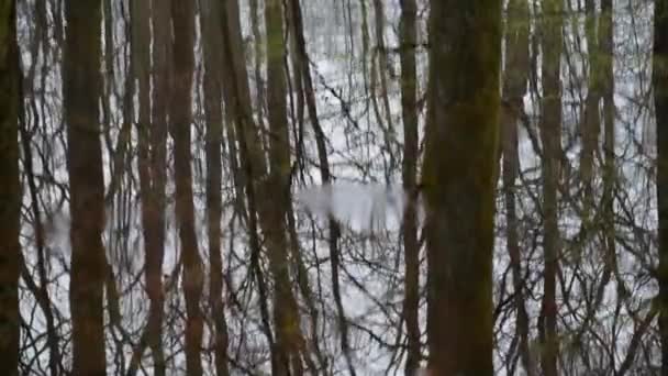 Маленькое Озеро Лесу Горной Весны — стоковое видео