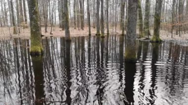 Dağ bahar ormanında küçük bir göl