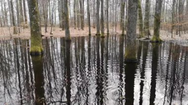 Dağ bahar ormanında küçük bir göl