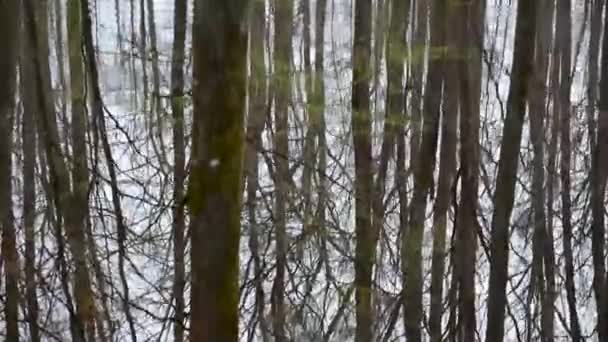 マウンテンスプリング森の小さな湖 — ストック動画