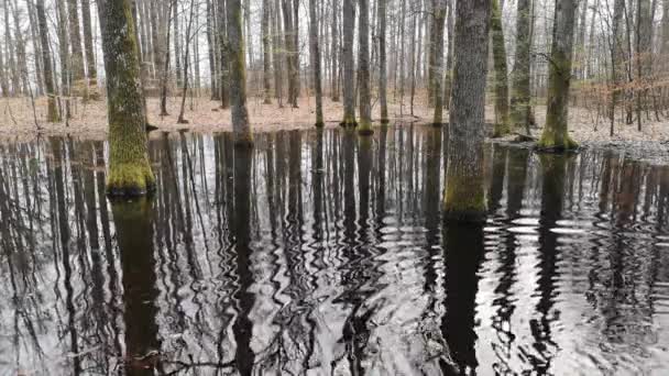 Petit Lac Dans Forêt Printemps Montagne — Video