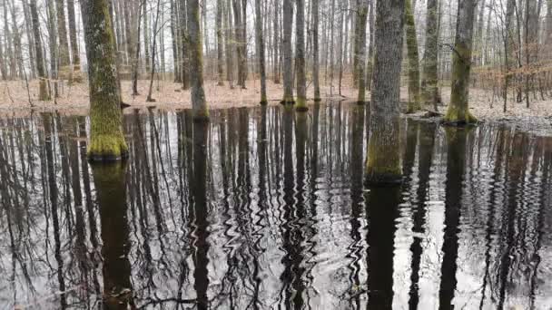 マウンテンスプリング森の小さな湖 — ストック動画