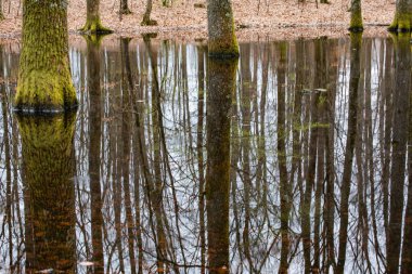 Dağ bahar ormanında küçük bir göl