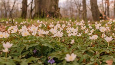 Bahar Ormanı 'nda Anemonoides Nemorosa çiçek açıyor.