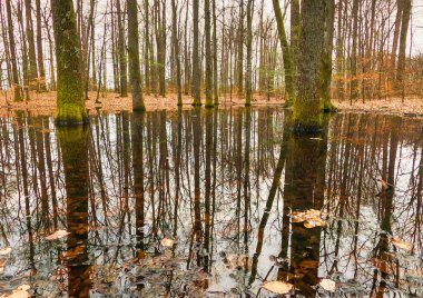 Dağ bahar ormanında küçük bir göl