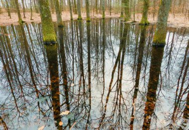 Dağ bahar ormanında küçük bir göl