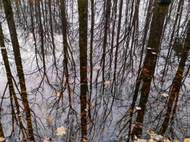 Dağ bahar ormanında küçük bir göl