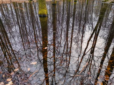 Dağ bahar ormanında küçük bir göl