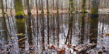Dağ bahar ormanında küçük bir göl