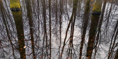 Dağ bahar ormanında küçük bir göl