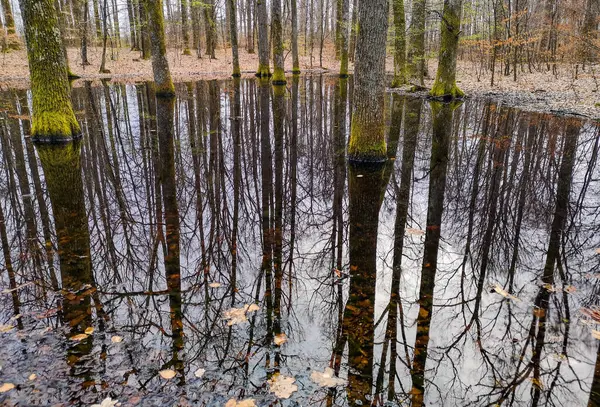 Dağ bahar ormanında küçük bir göl