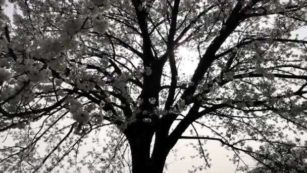 Büyük Bir Çiçek Ağacı Olan Bir Arazinin Zaman Akışı — Stok video