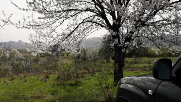 一望无际的风景 长着一棵盛开的大树 — 图库视频影像