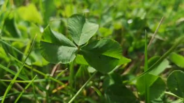 Güçlü bir rüzgarda sulu yeşil yonca yakın çekim