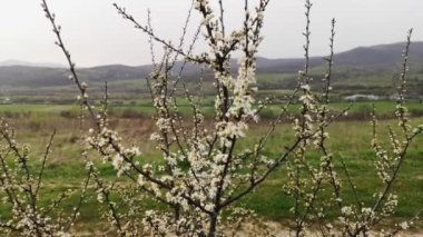 Karpat dağlarında ilkbahar manzarası
