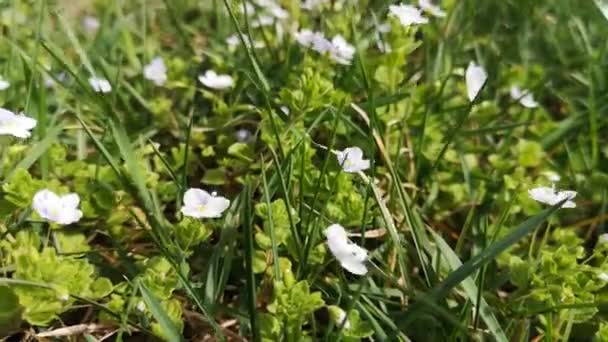 Wiosenny Kwiat Veronica Filiformis Trawie Przy Silnym Wietrze — Wideo stockowe