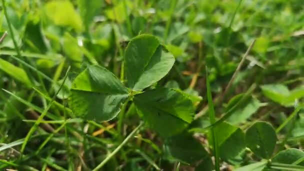 Close Juicy Green Wild Clover Strong Wind — Stock Video