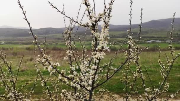 喀尔巴阡山脉的春天风景 — 图库视频影像