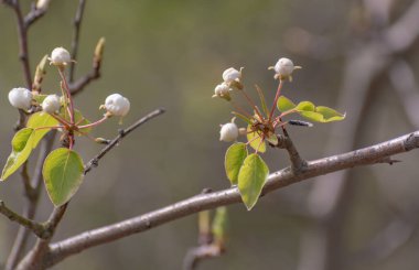 Dağlarda çiçek açan ağaç dalları