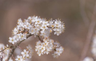 Dağlarda çiçek açan ağaç dalları
